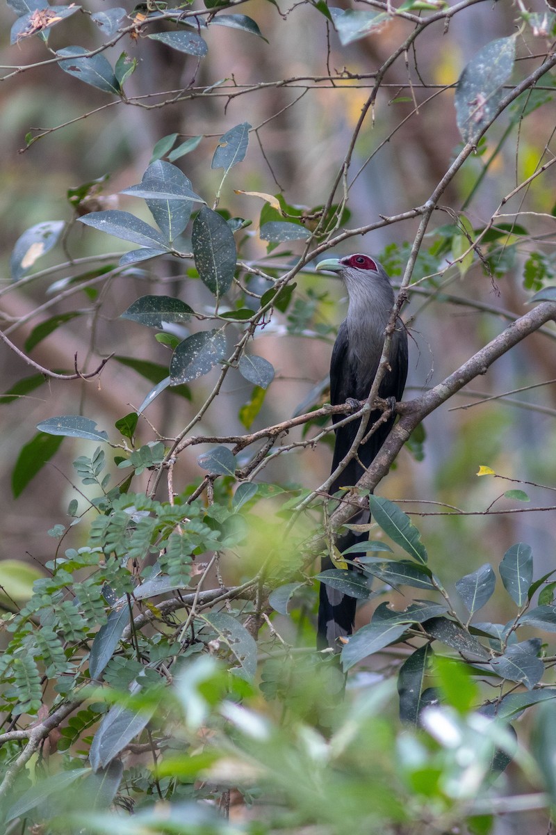 Green-billed Malkoha - Sila Viriyautsahakul