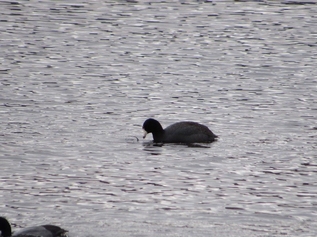 American Coot - ML544168821