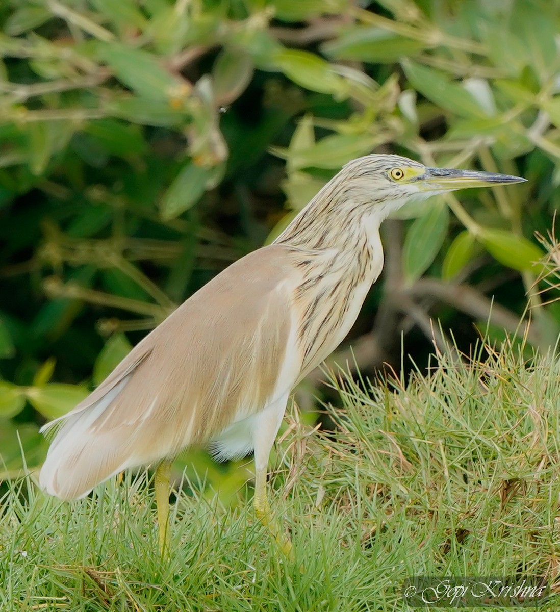 Squacco Heron - ML544169091