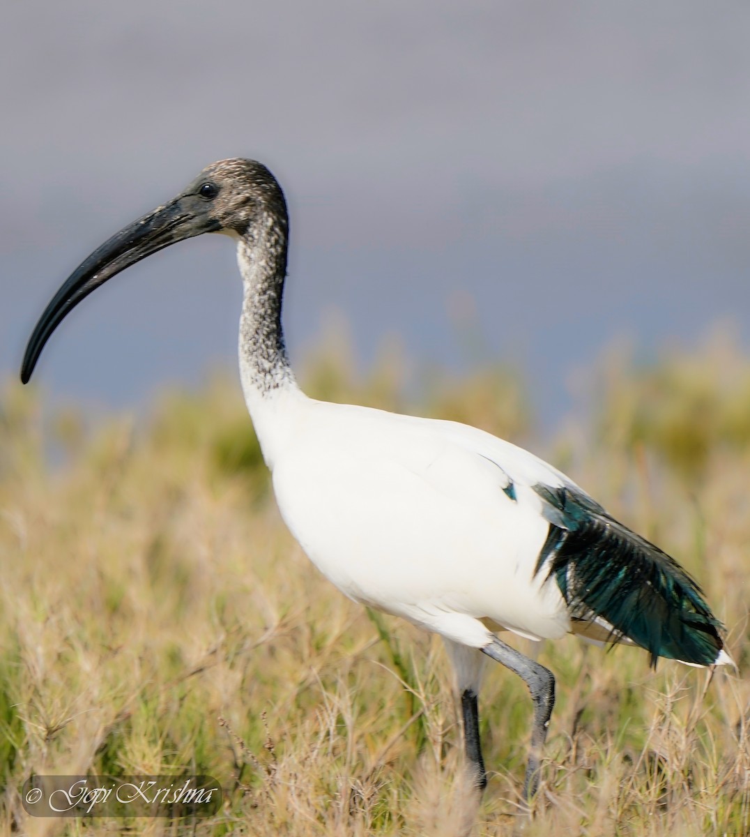 African Sacred Ibis - ML544169211