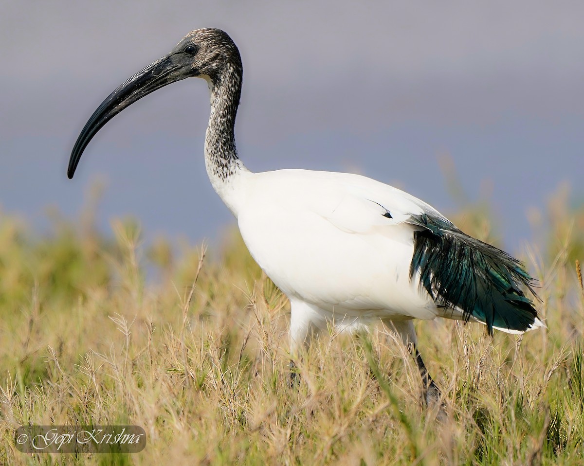 African Sacred Ibis - ML544169221