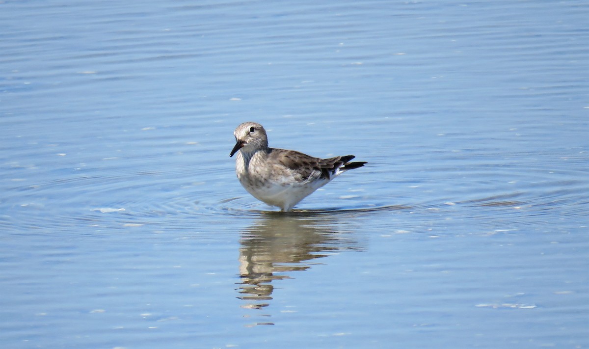 White-rumped Sandpiper - ML544169261