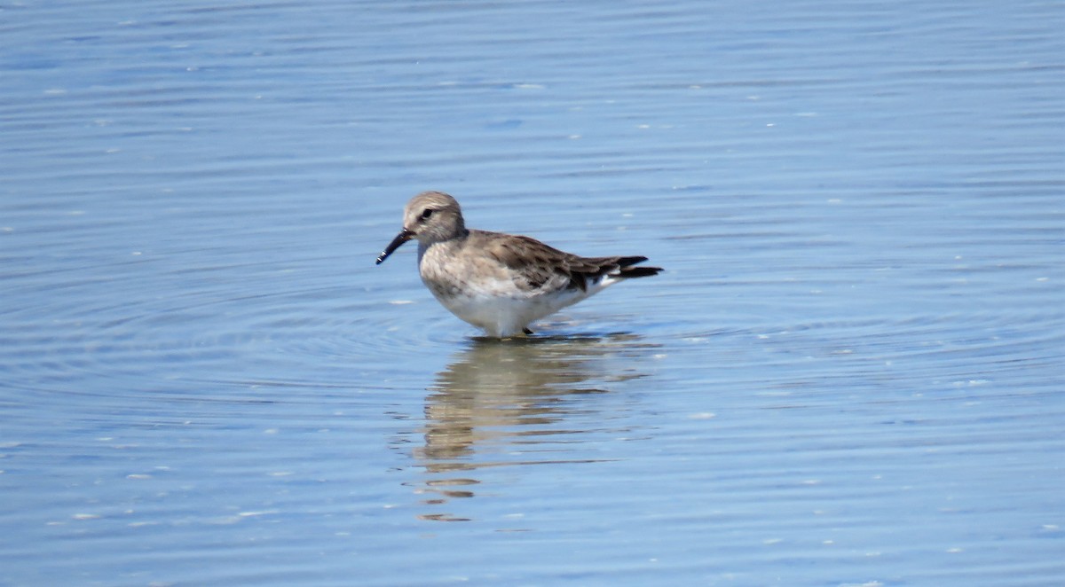 Weißbürzel-Strandläufer - ML544169301