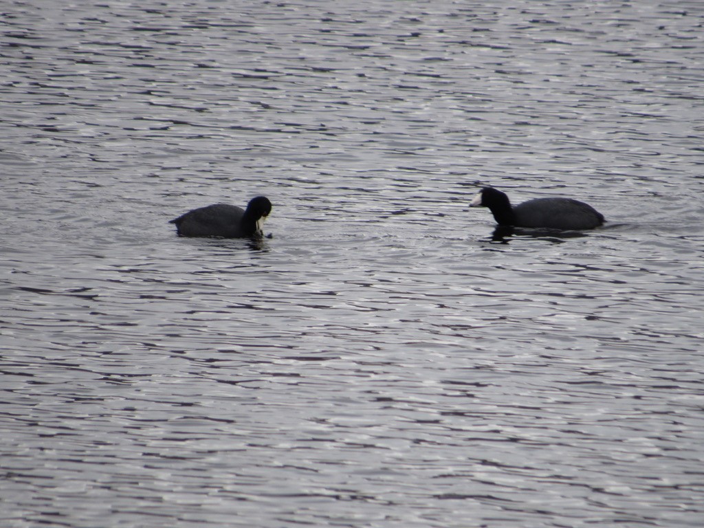 American Coot - ML544169331