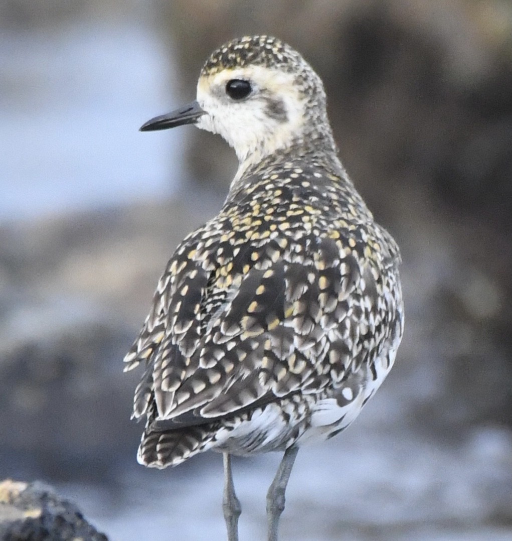 Pacific Golden-Plover - ML544169521