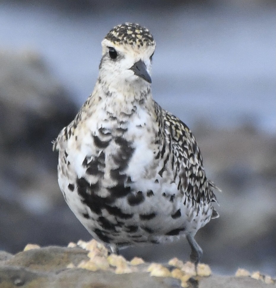 Pacific Golden-Plover - ML544169531