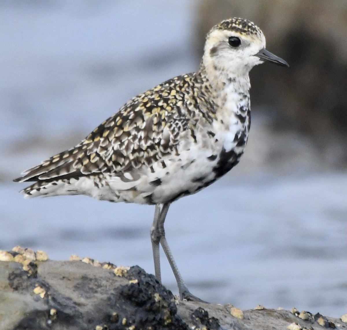 Pacific Golden-Plover - ML544169541