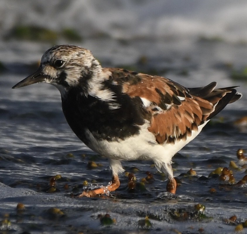 Ruddy Turnstone - ML544169601