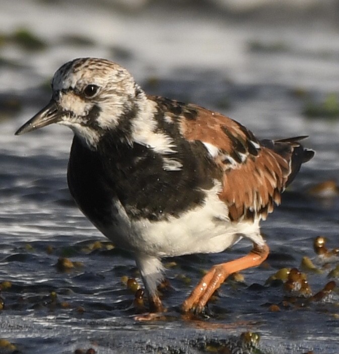 Ruddy Turnstone - Dean McGarry