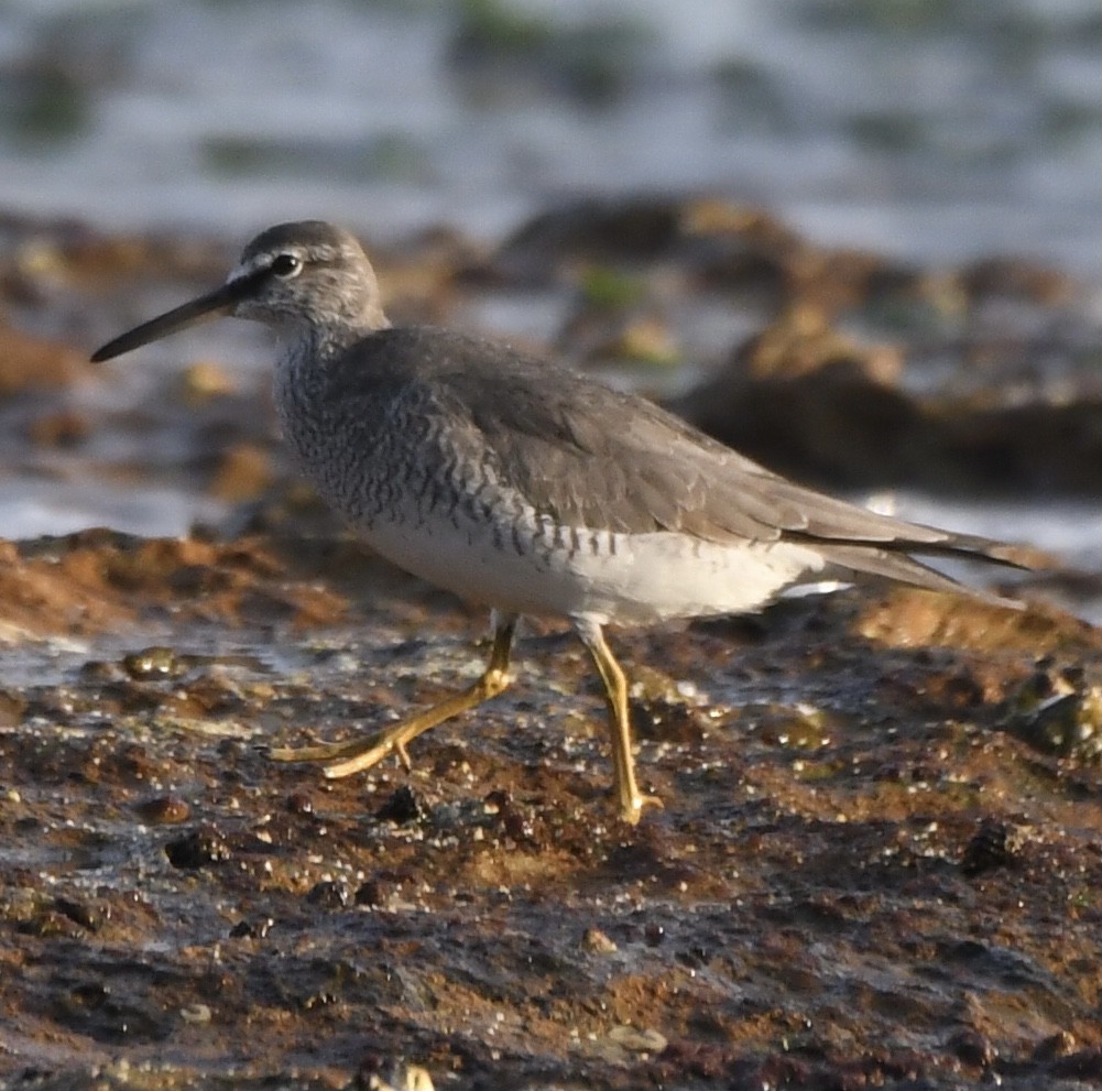 Gray-tailed Tattler - ML544169621