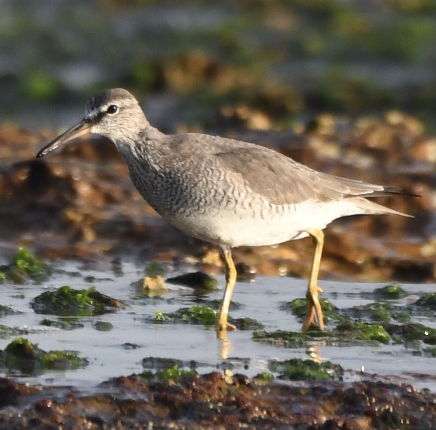 Gray-tailed Tattler - ML544169631