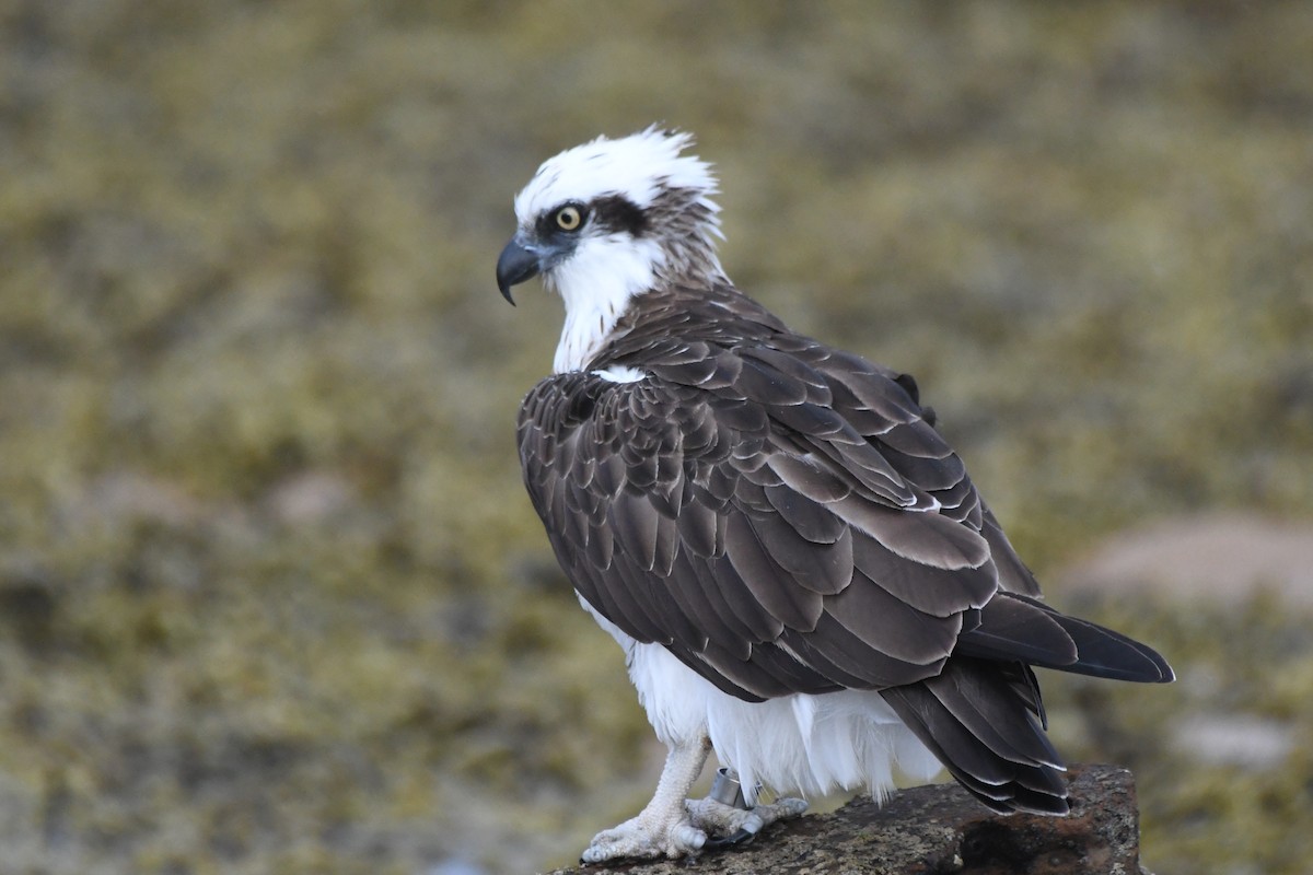 Osprey - ML544169811