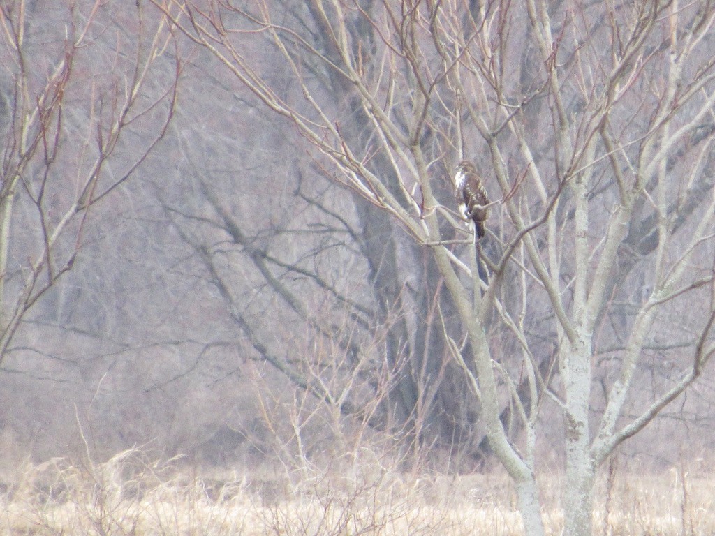 Red-tailed Hawk (borealis) - ML544170091