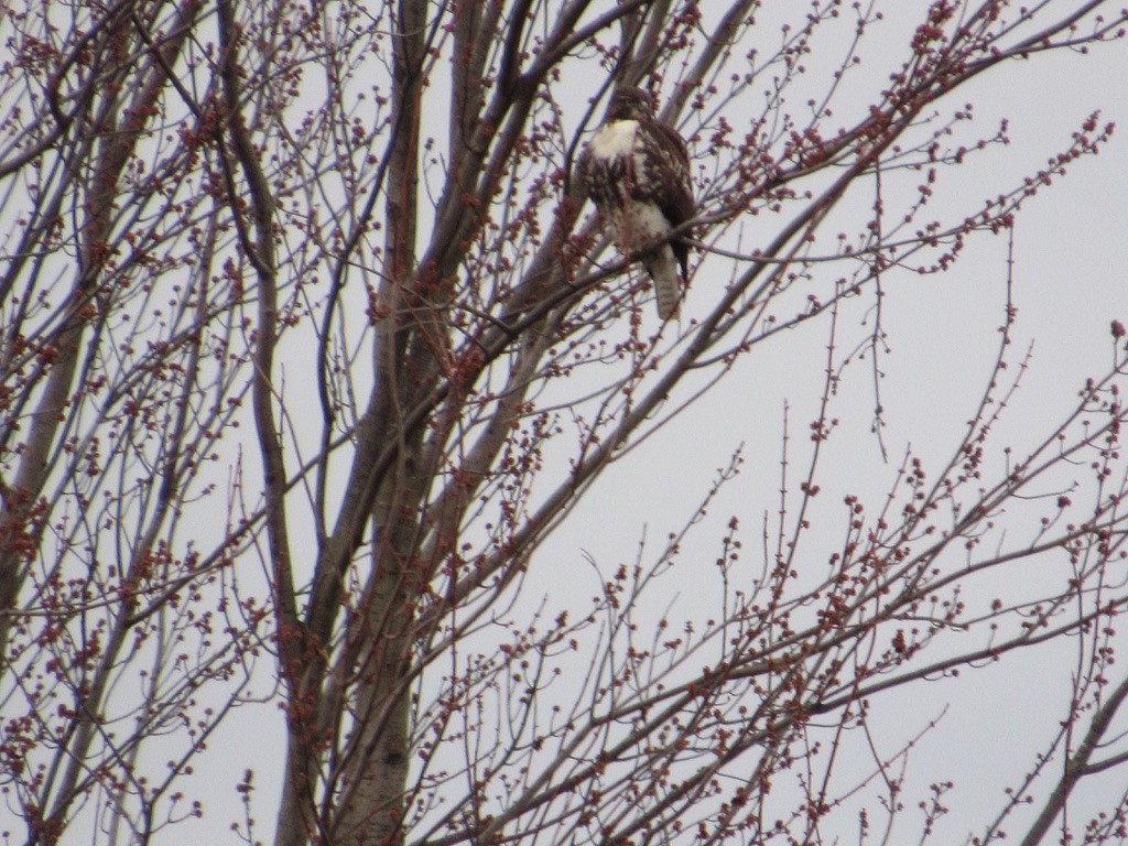 Red-tailed Hawk (borealis) - ML544170161