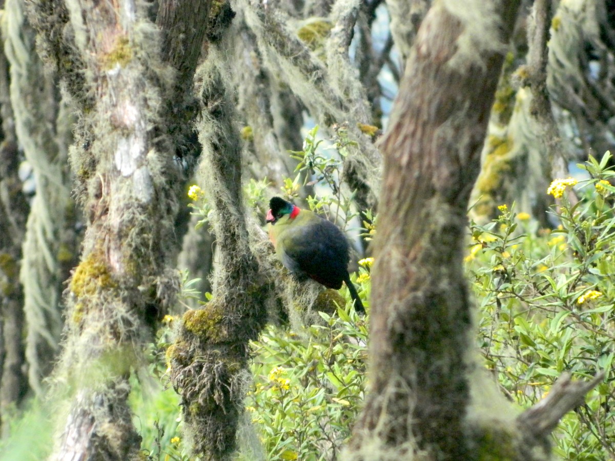 Rwenzori Turaco - ML544170211