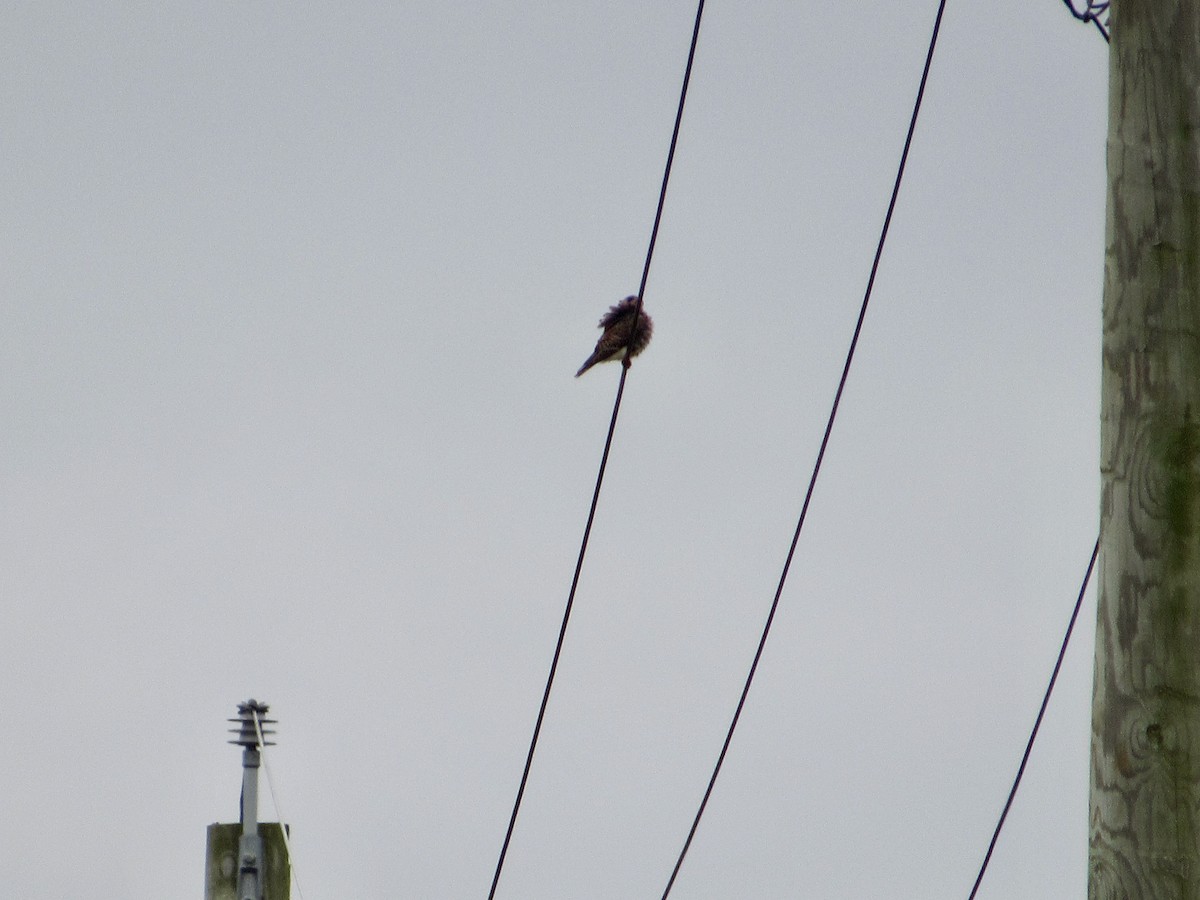 American Kestrel - ML544170451