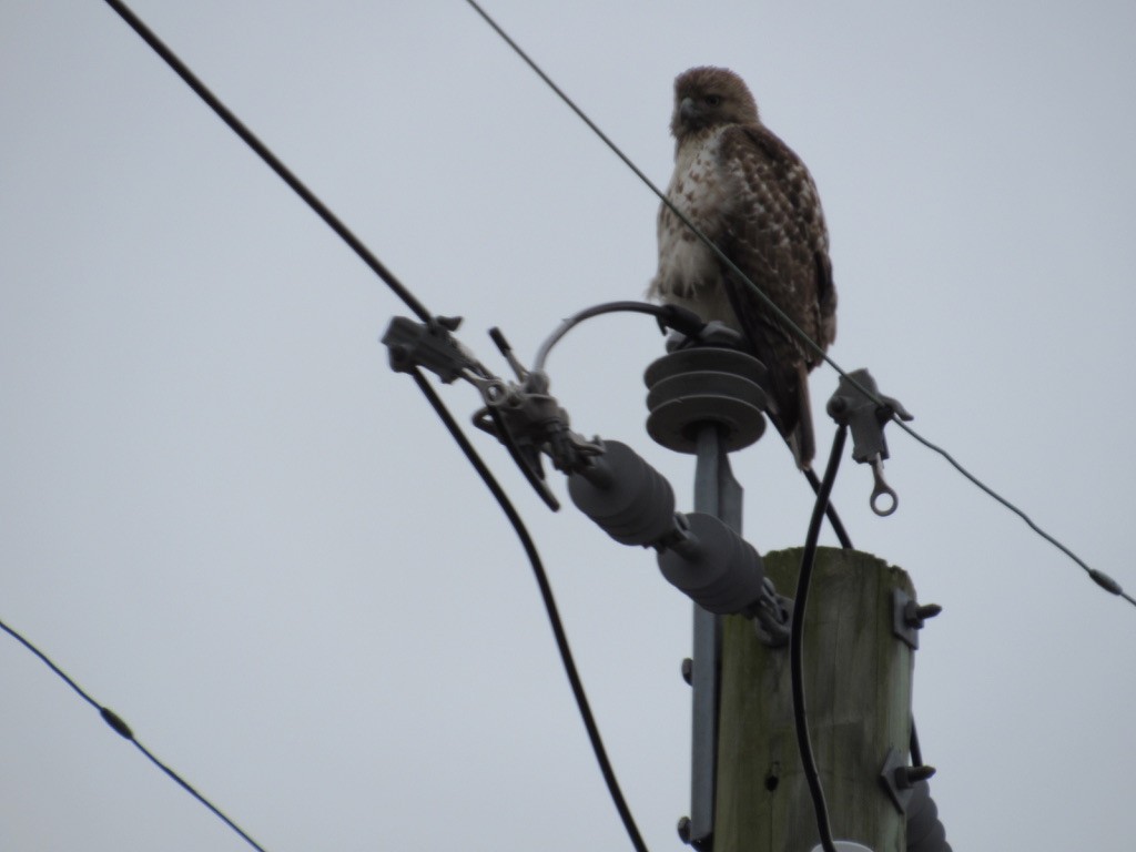 Red-tailed Hawk (borealis) - ML544170541