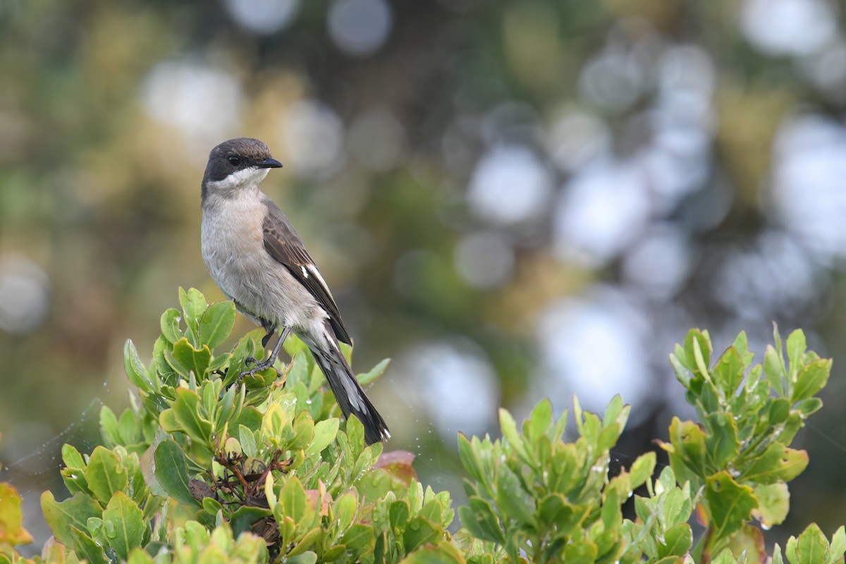 Fiscal Flycatcher - ML544170561