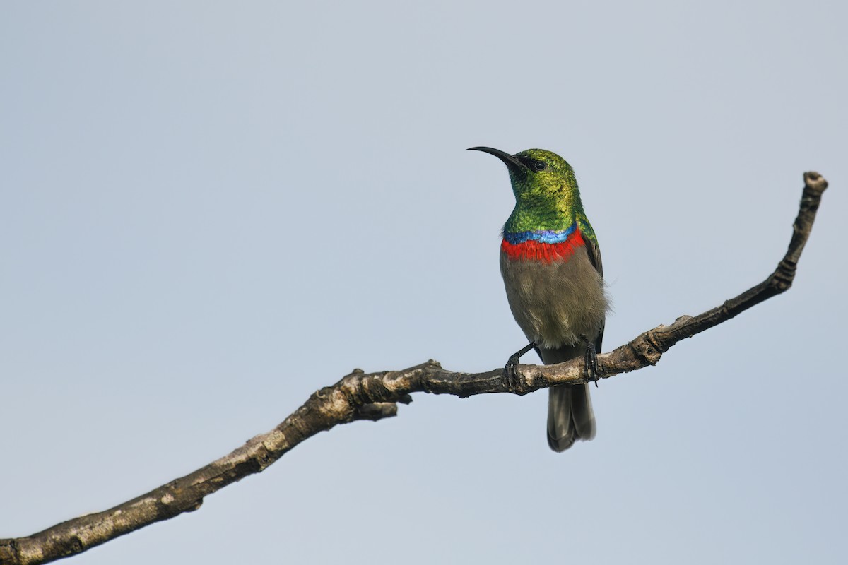 Southern Double-collared Sunbird - ML544170581