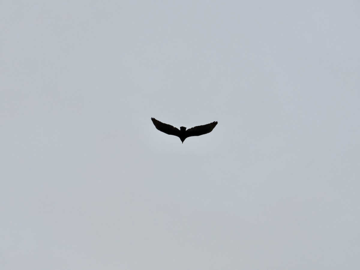 Turkey Vulture - ML544170851