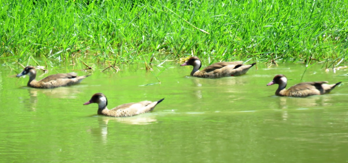 Brazilian Teal - Michel Turcot