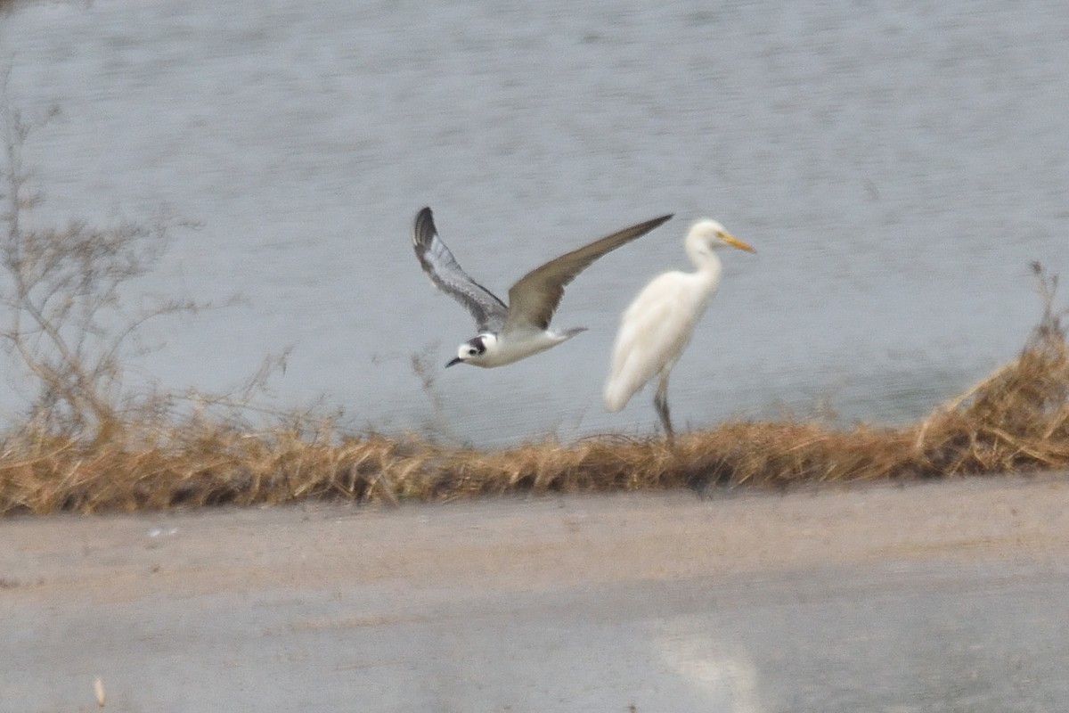 White-winged Tern - ML544171551