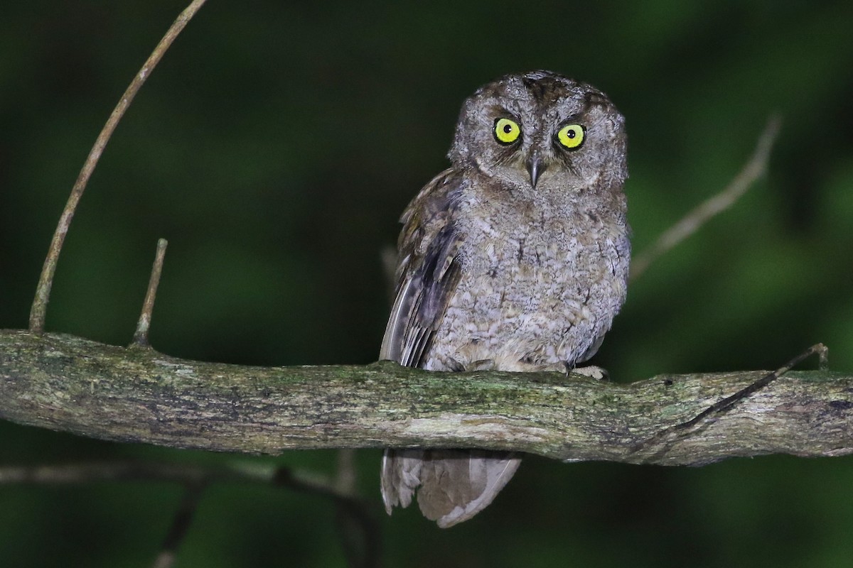 Principe Scops-Owl - ML544172311