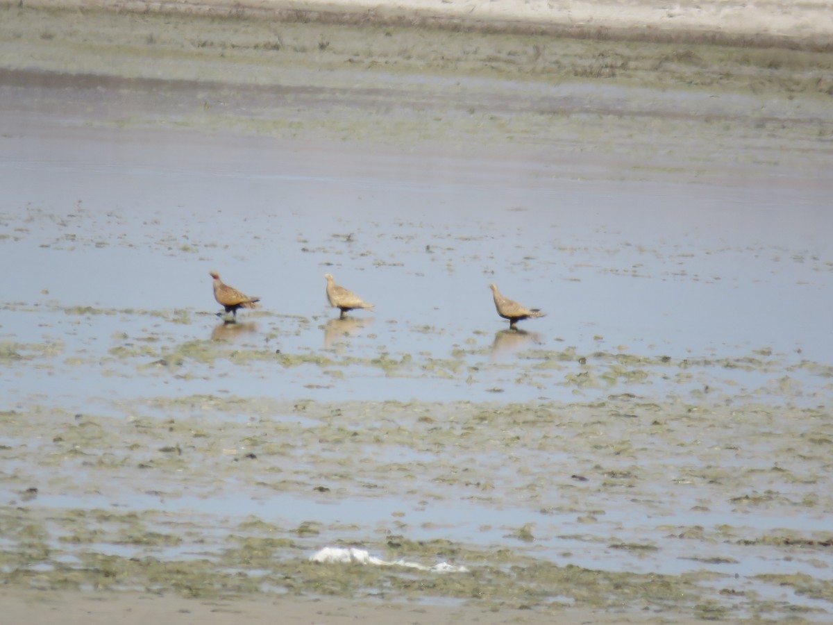 Black-bellied Sandgrouse - ML544172881