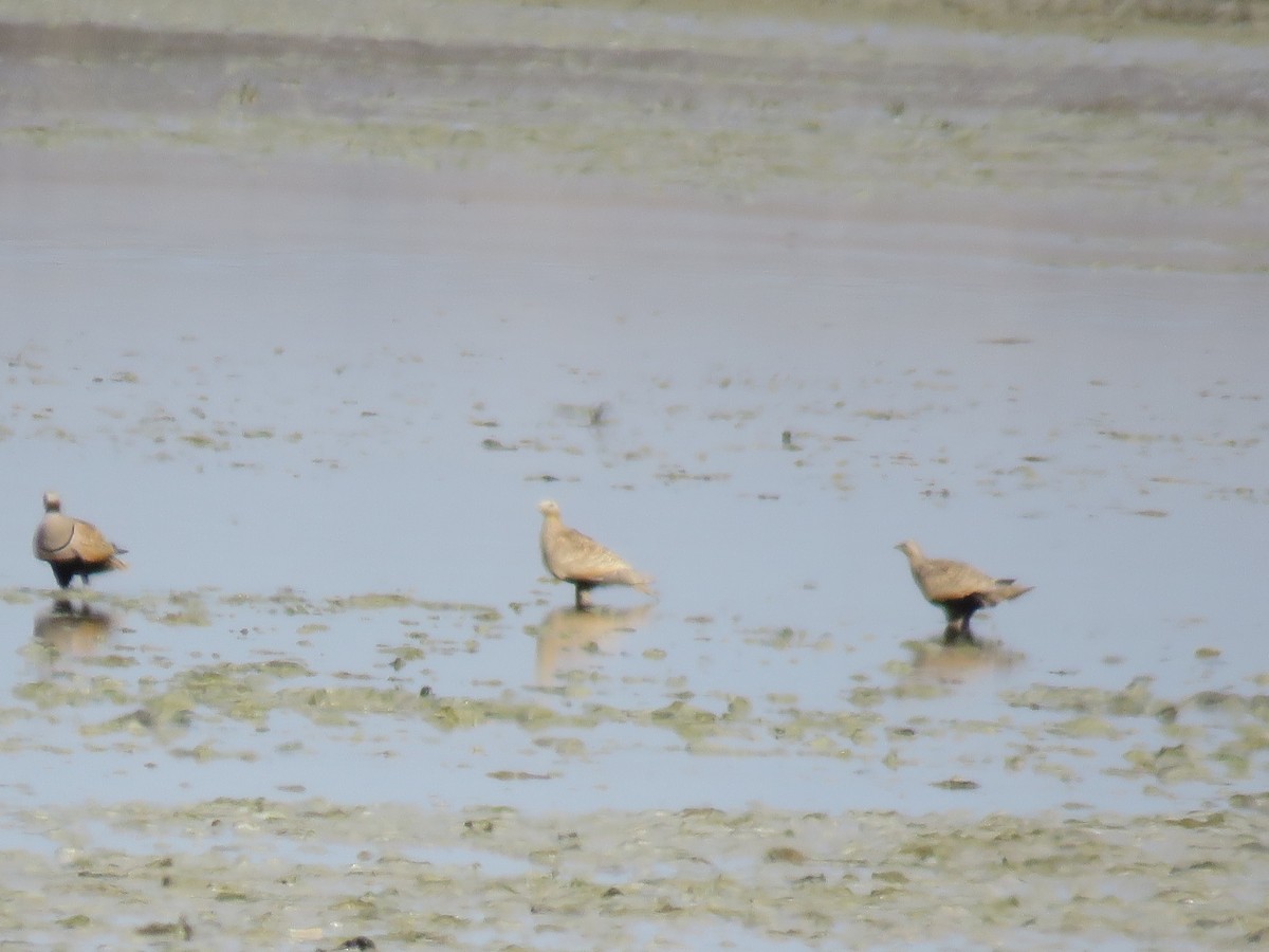 Black-bellied Sandgrouse - Anonymous