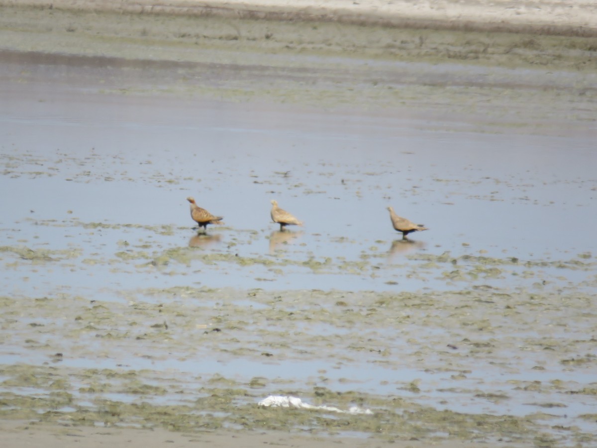 Black-bellied Sandgrouse - ML544172911