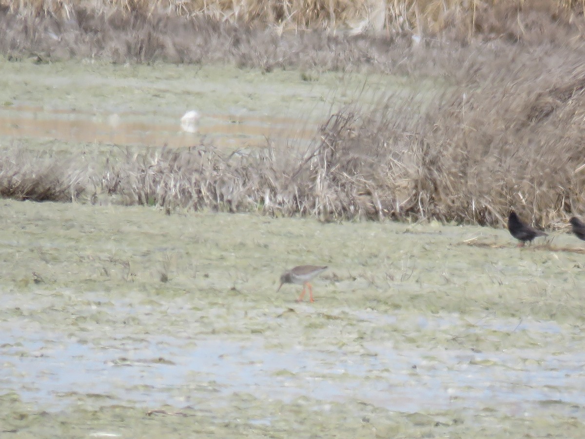 Common Redshank - ML544173621