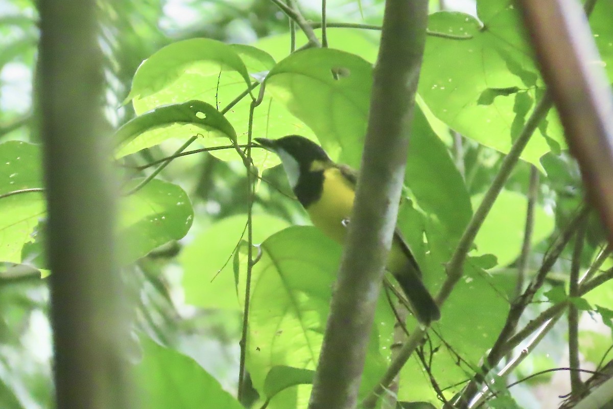 Utupua Whistler - Mike Greenfelder