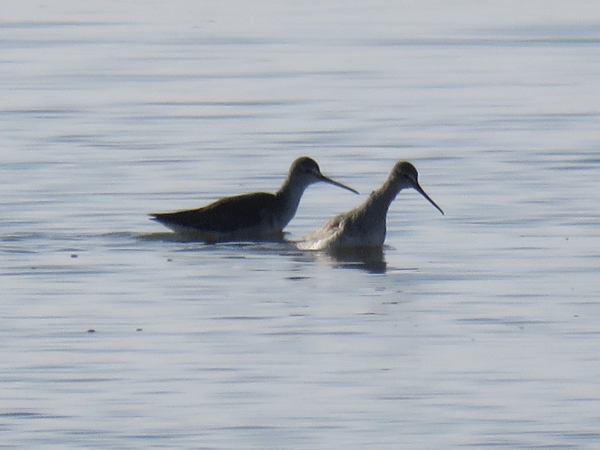 Spotted Redshank - ML544174211