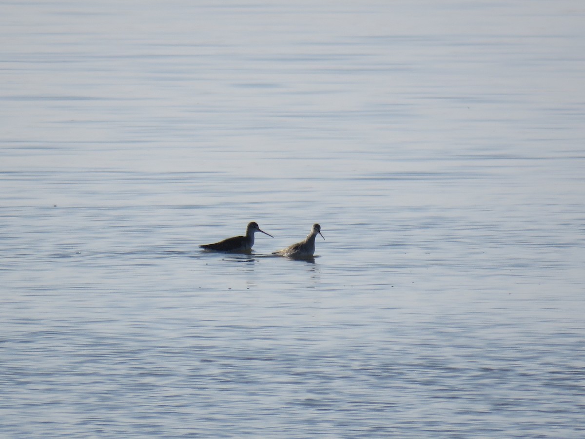 Spotted Redshank - Anonymous