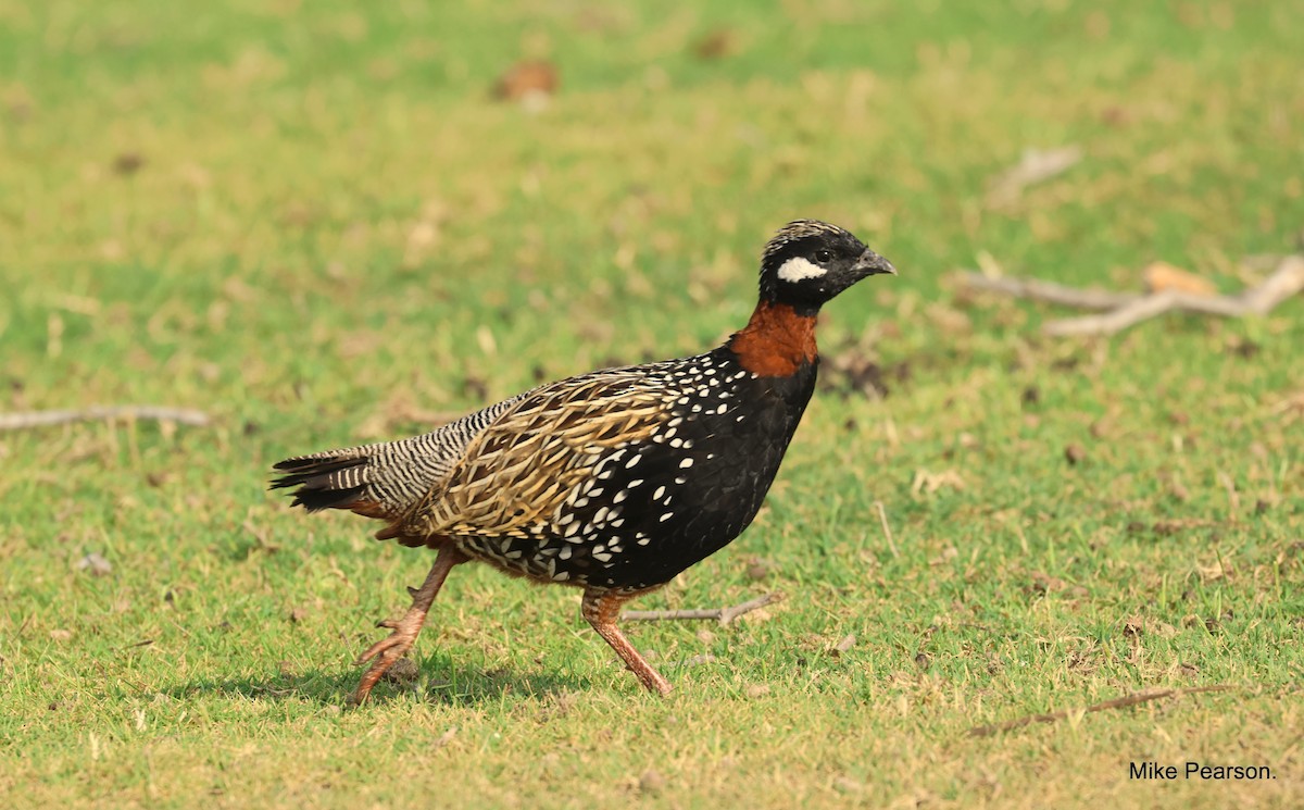 Black Francolin - ML544174371