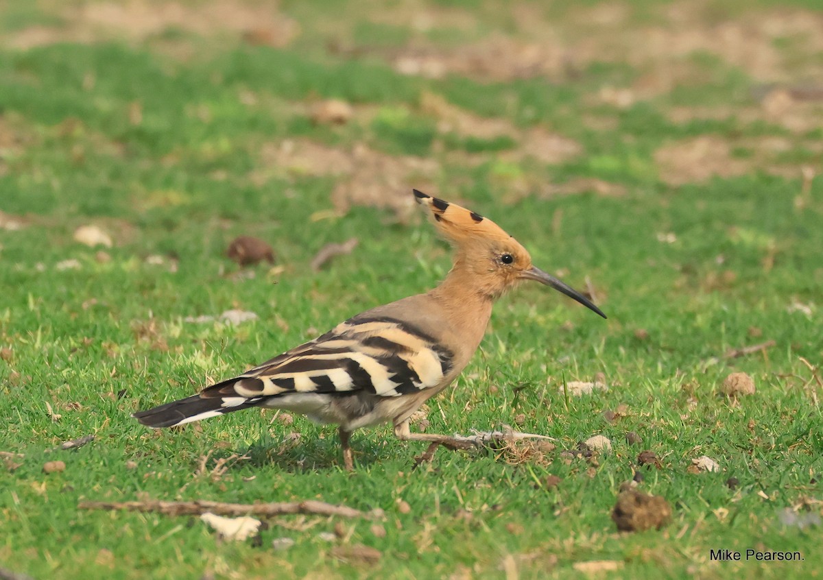 Eurasian Hoopoe - ML544174521