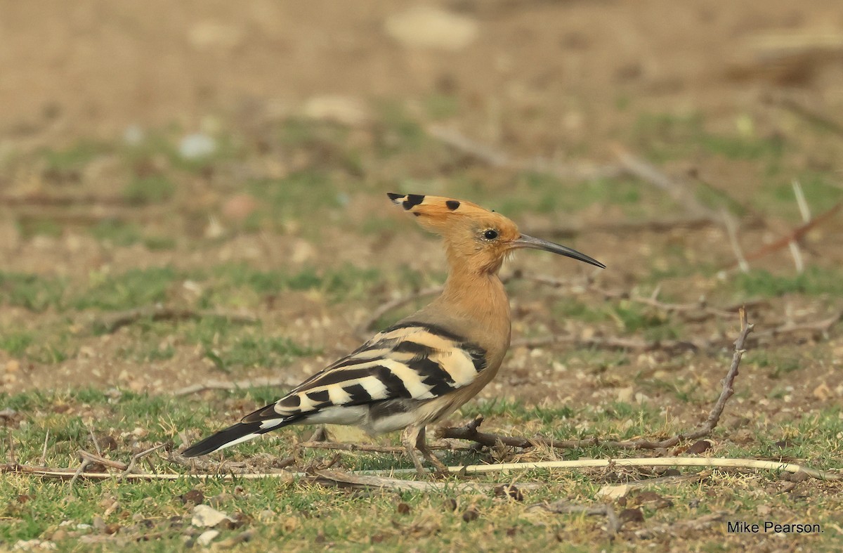 Eurasian Hoopoe - ML544174551