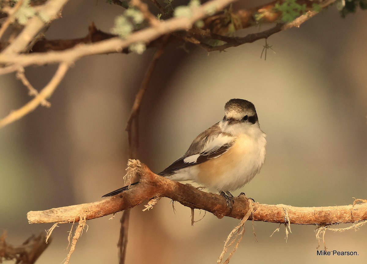 Masked Shrike - ML544174671