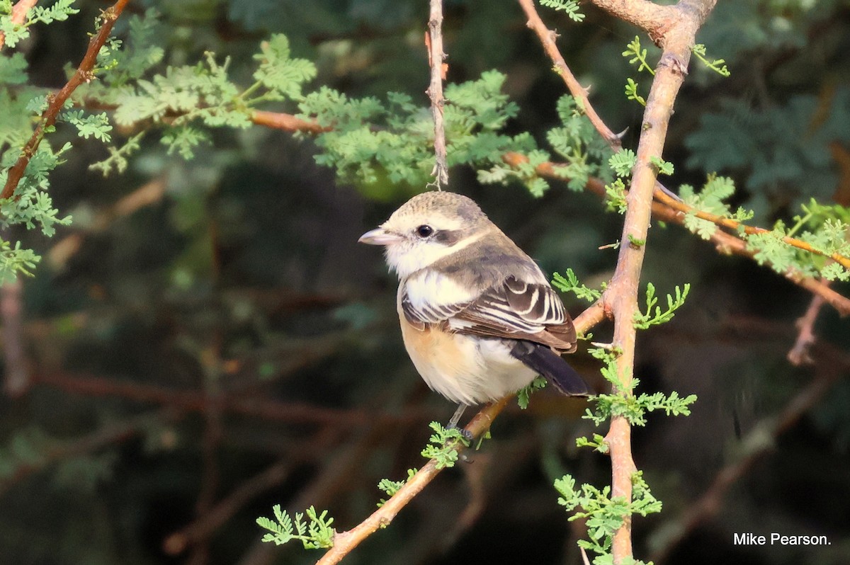 Masked Shrike - ML544174721