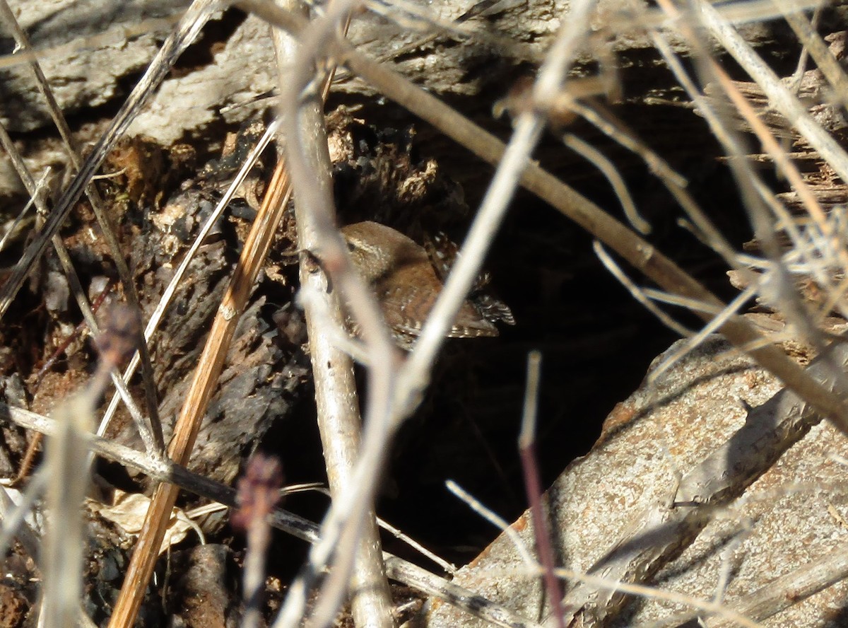 Winter Wren - ML544174801