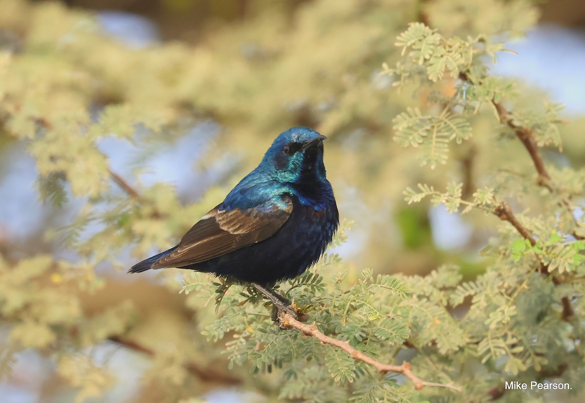 Purple Sunbird - ML544174881