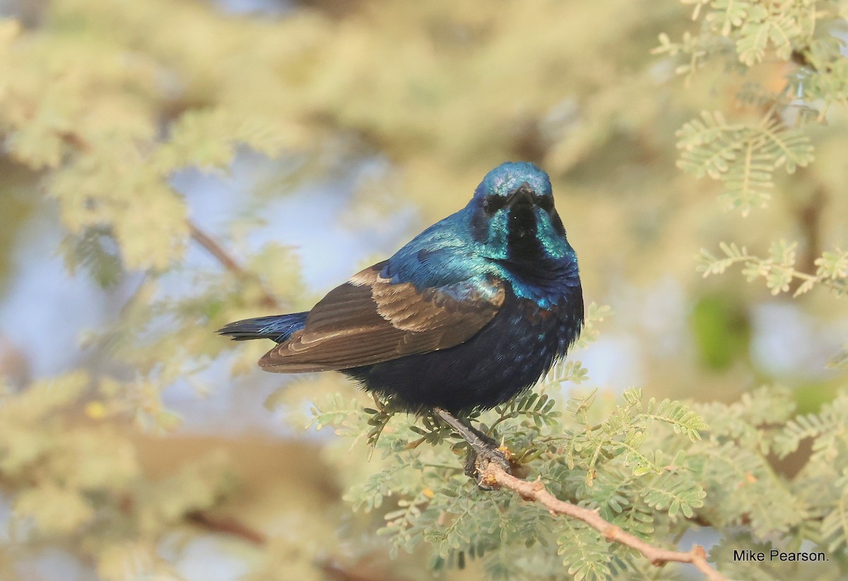 Purple Sunbird - ML544175021