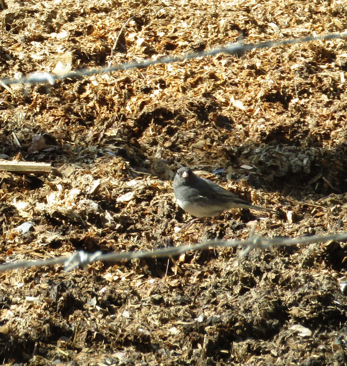 Dark-eyed Junco - ML544175111