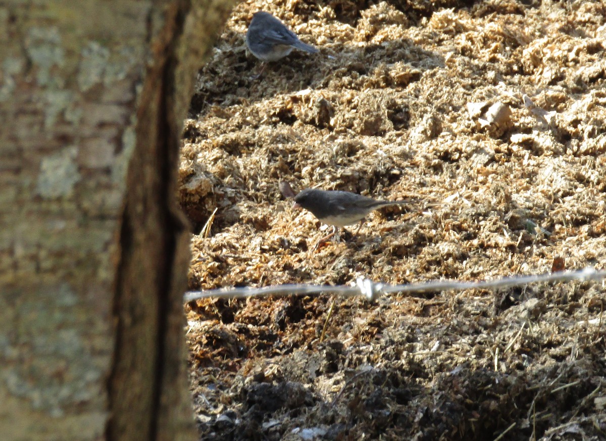 Dark-eyed Junco - Charles Avenengo