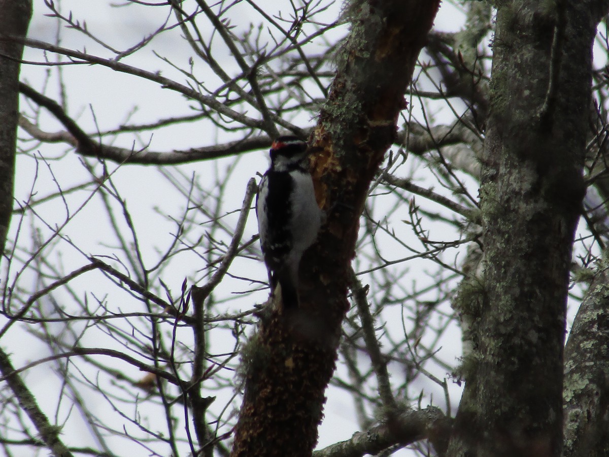 Hairy Woodpecker - ML544175201