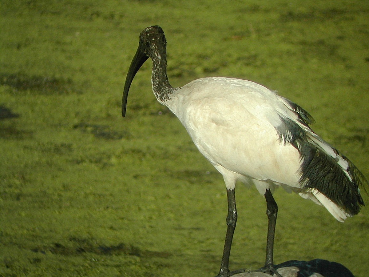 African Sacred Ibis - ML544175321