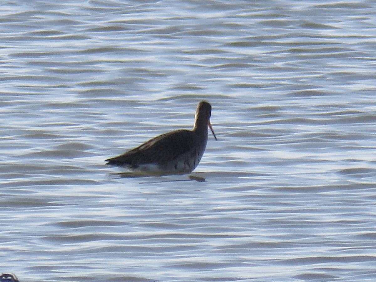 Black-tailed Godwit - ML544175361