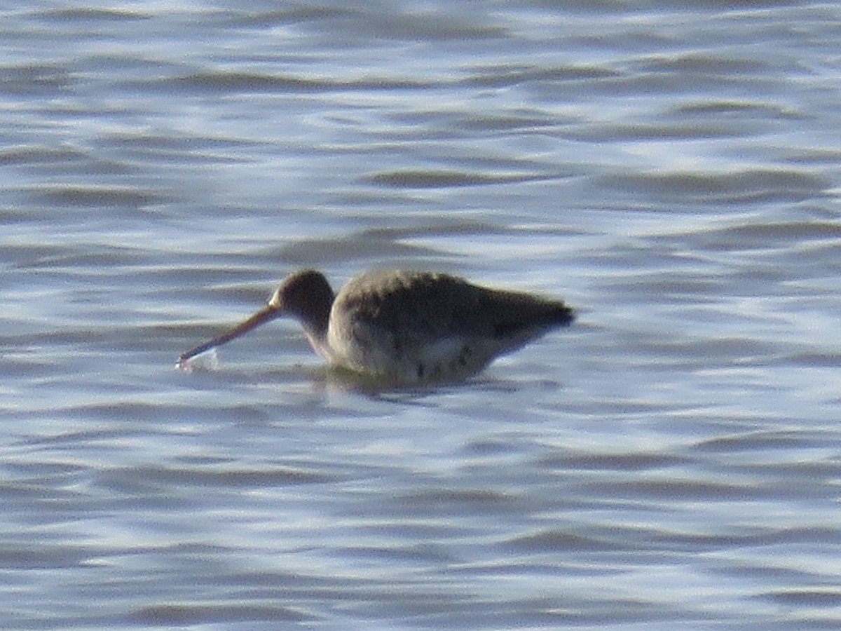 Black-tailed Godwit - Anonymous