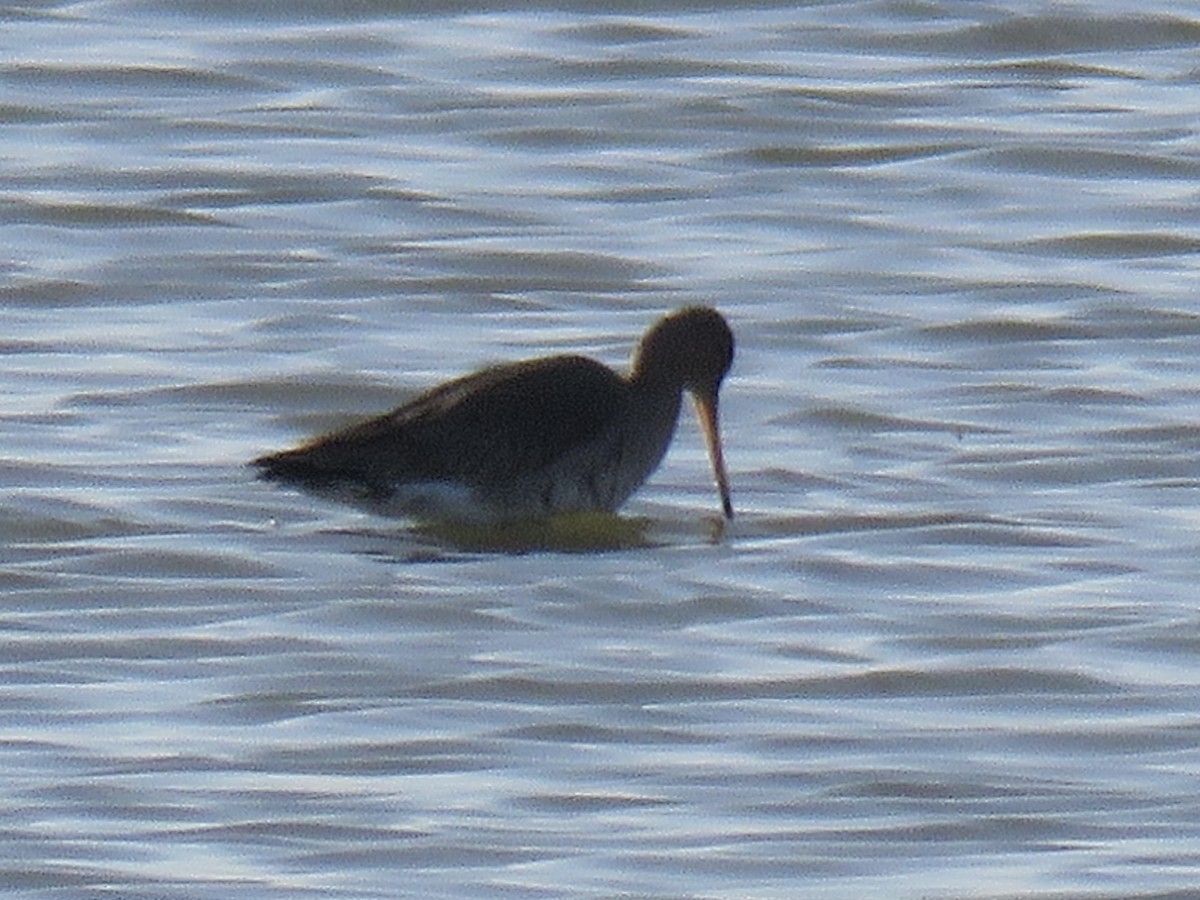 Black-tailed Godwit - ML544175381