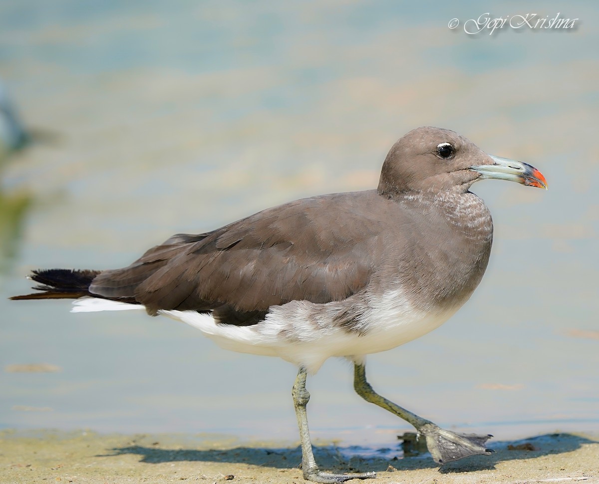 Sooty Gull - Gopi Krishna